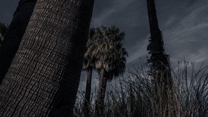 palm trees, trees, grass, dark, nature, 4k
