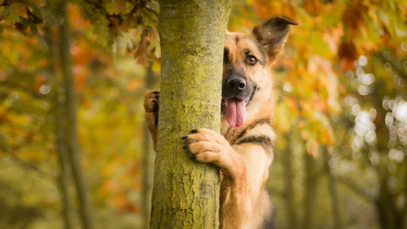german shepherd, animals, cute, dog