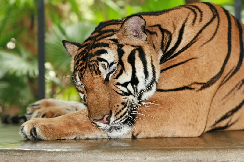 tiger, animals, predator
