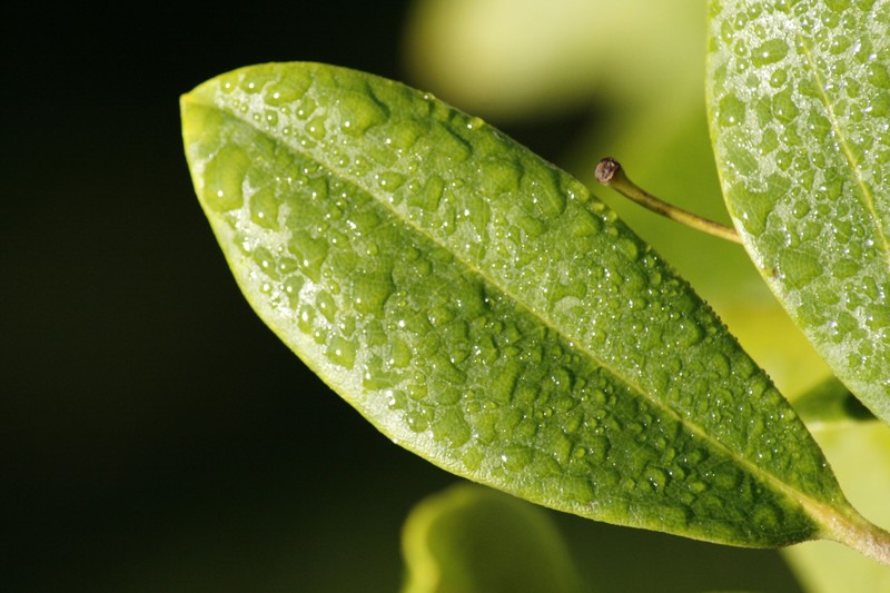 drop, macro, leaf, nature