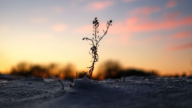 plant, snow, winter, dusk, dark, 4k