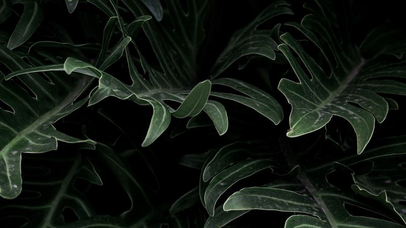 plant, leaves, green, carved, 4k