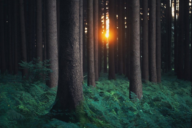 forest, photography, nature