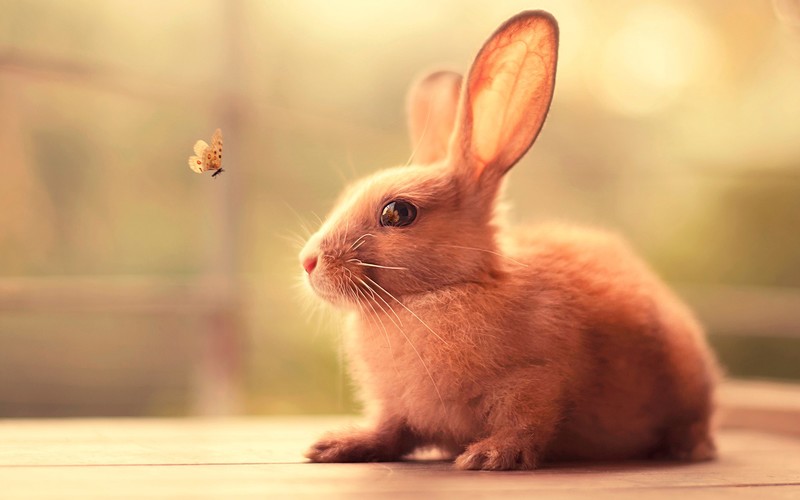 bunny, animals, cute