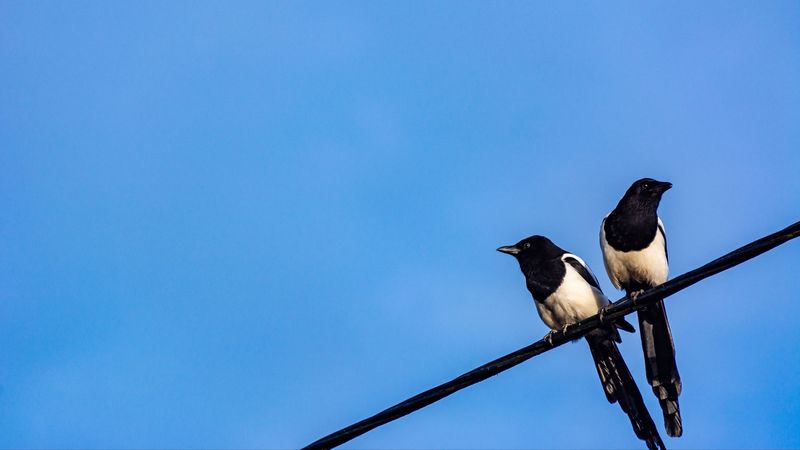 magpies, birds, wire, sky, 4k