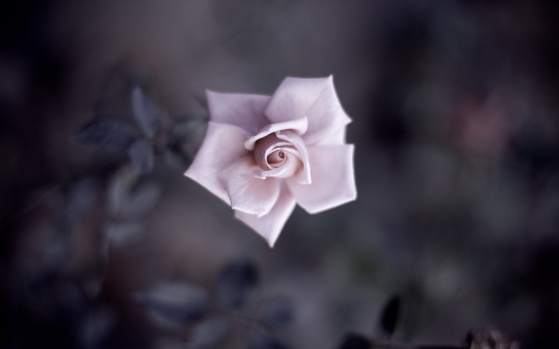 petals, flowers