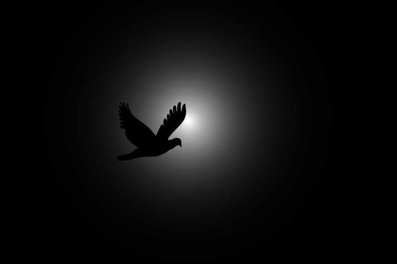 birds, photography
