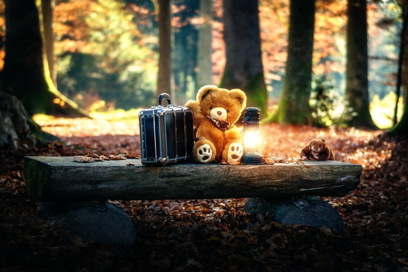 teddy bears, cute, alone, forest, sad