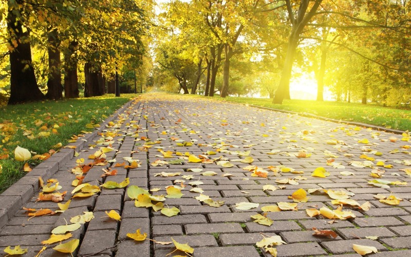 leaves, park, yellow, nature