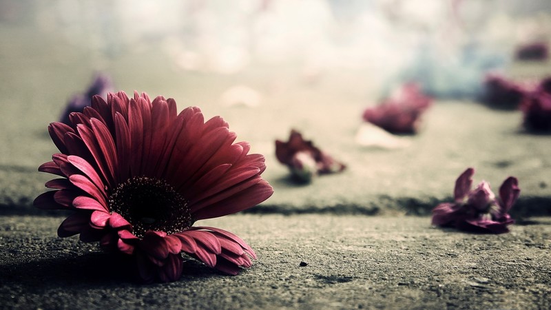 flowers, red