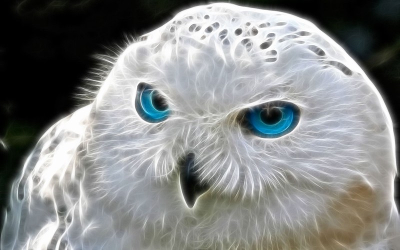 owl, bird, digital art, artist