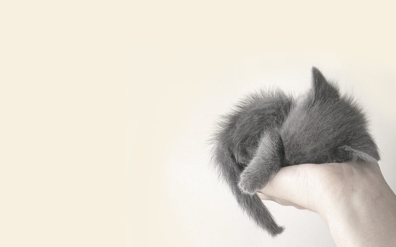 cat, animals, cute