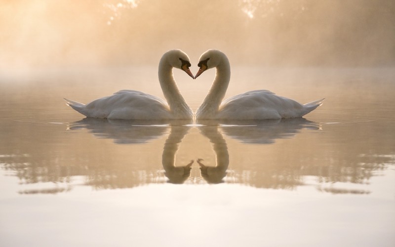 swan, birds