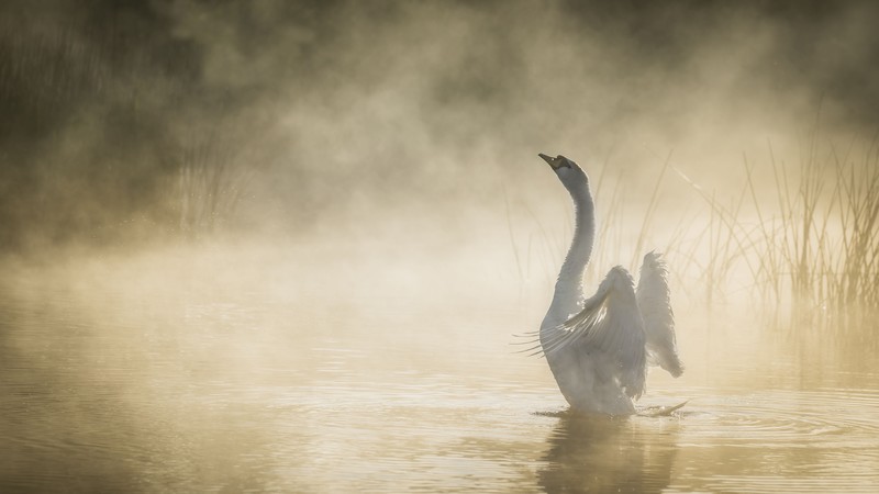 swan, birds