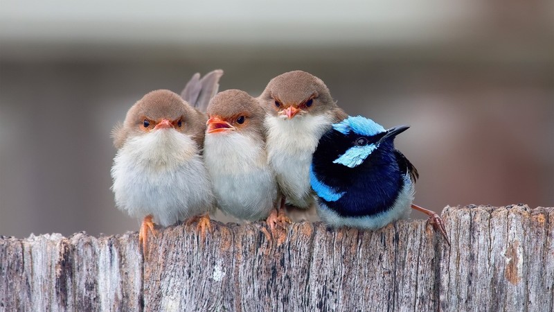 birds, cute
