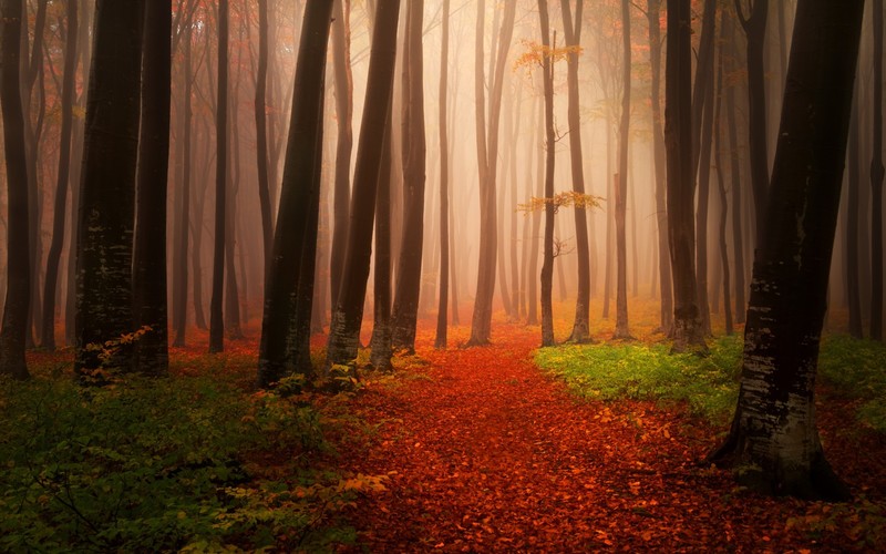 autumn, forest, nature