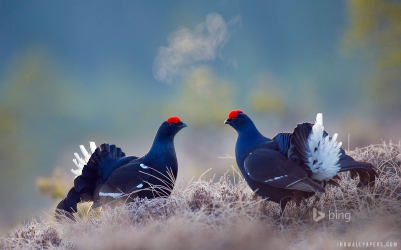 black, grouse, birds
