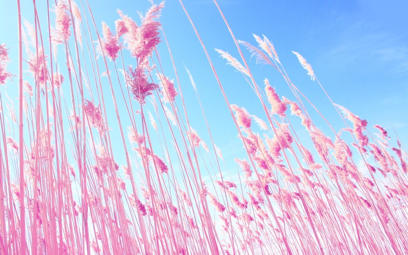 grass, nature, fields, pink