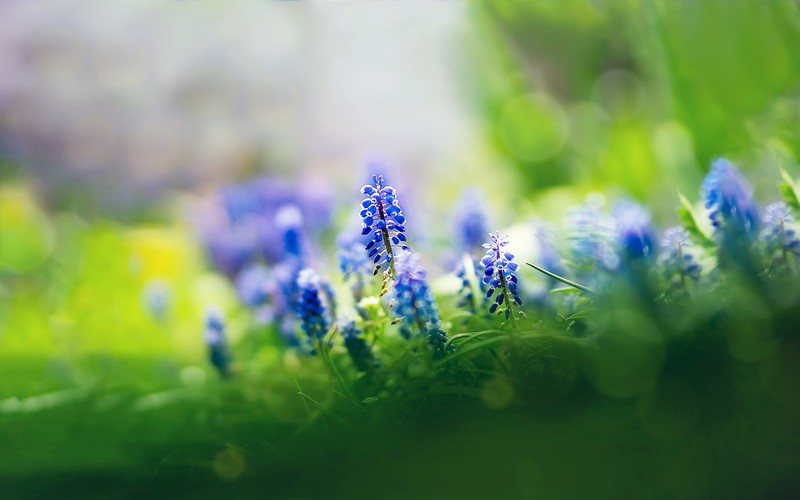 blue, flowers, nature