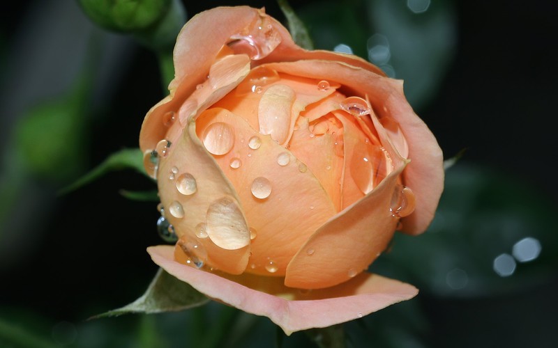 flowers, roses