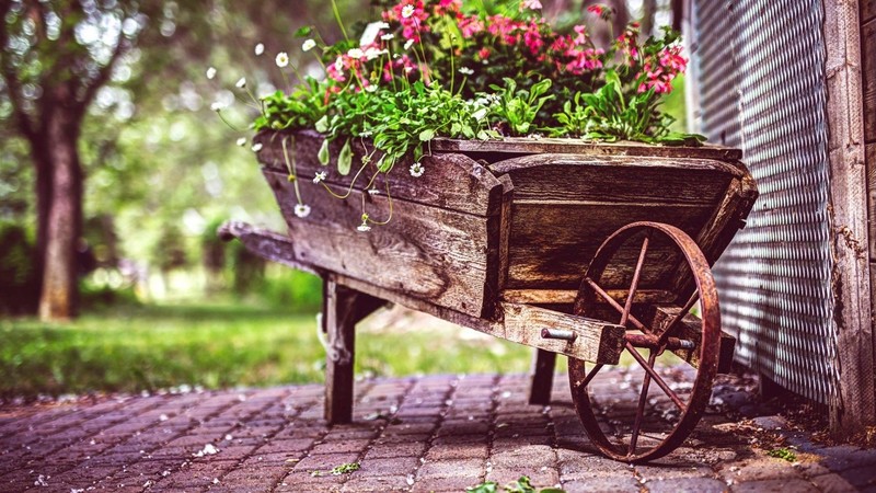 flowers, vintage, photography