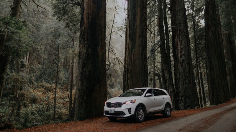 car, white, suv, side view, road, trees, 4k
