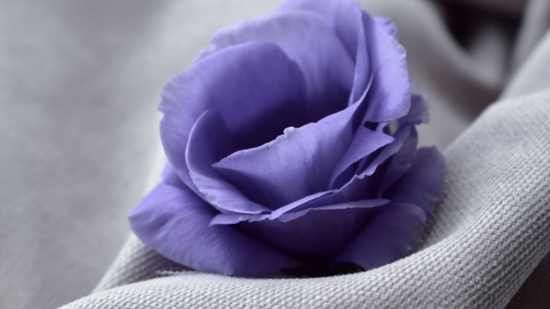 flower, blue, fabric, closeup, 4k
