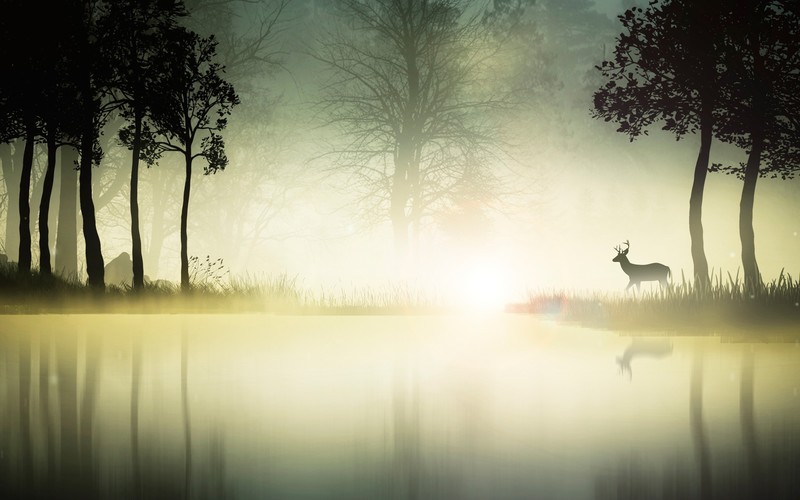 forest, nature