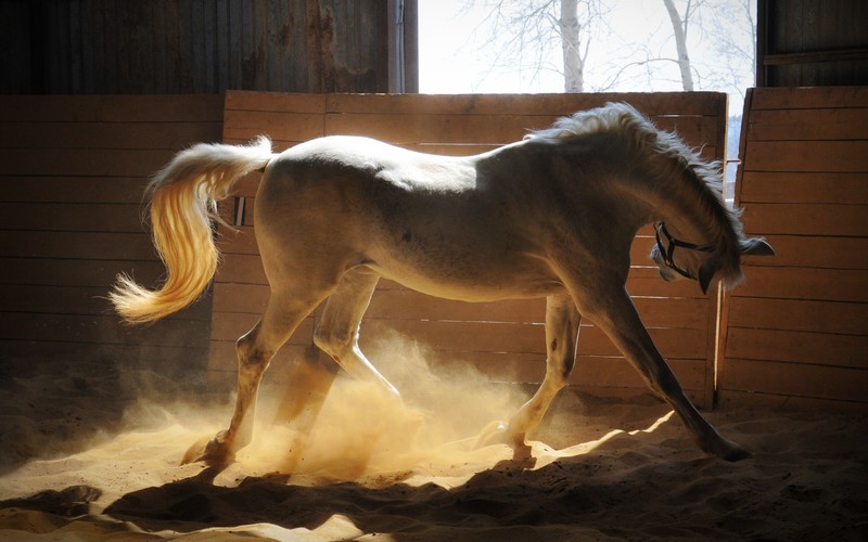 adorable, white, horse, animals