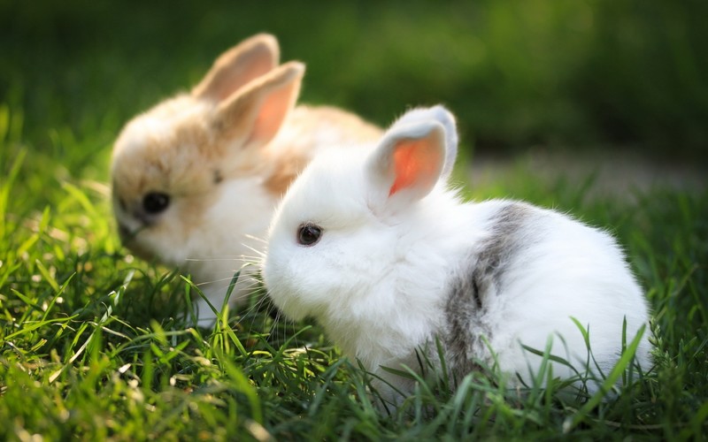 cute, bunny, animals