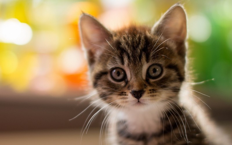 kitty, animals, cute