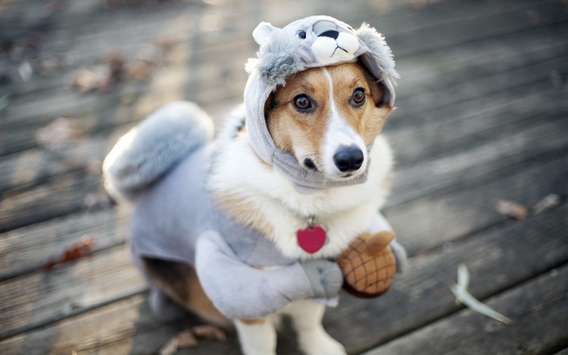 dog, funny, outfit, animals
