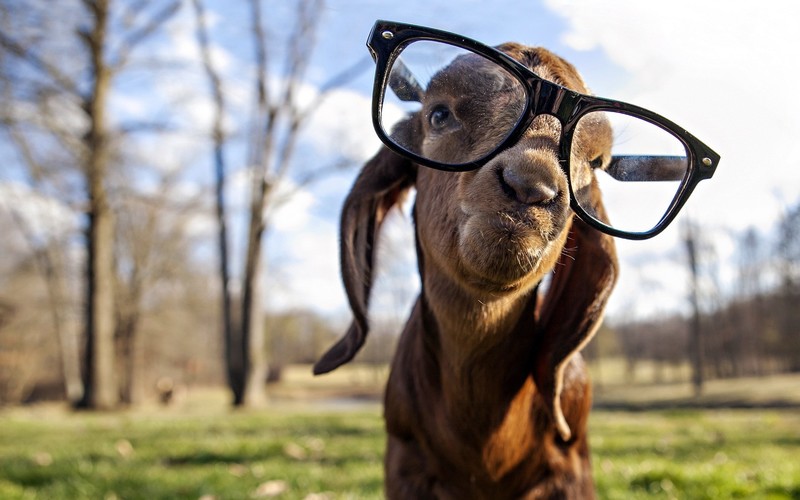 animals, goat, funny