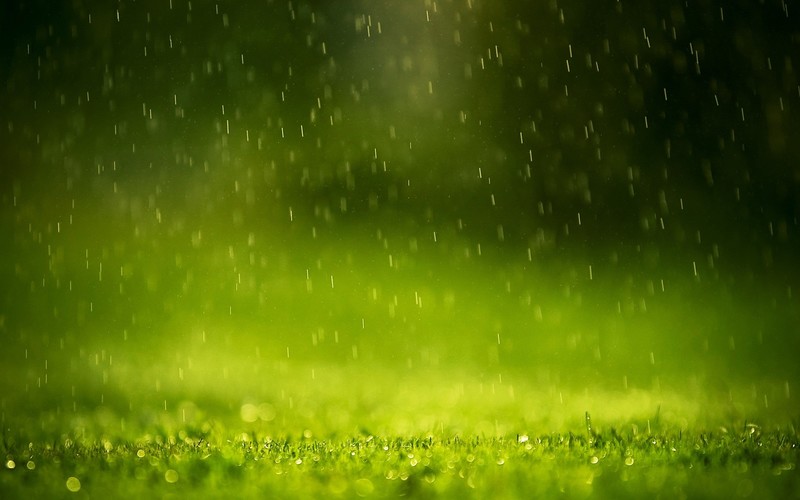 green, rain, drops, photography, nature, waterdrops