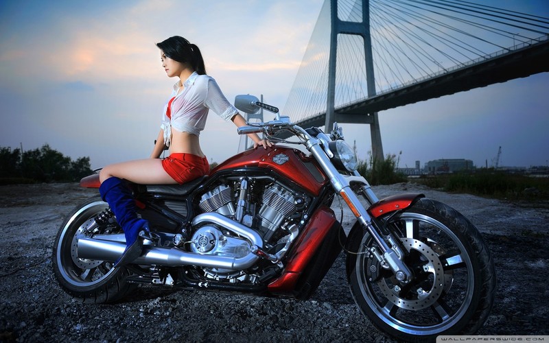 harley davidson, bikes
