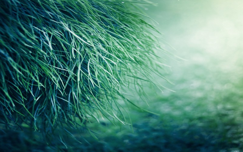 grass, nature