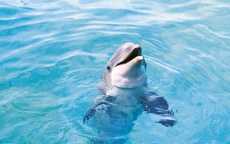 dophin, animals, cute
