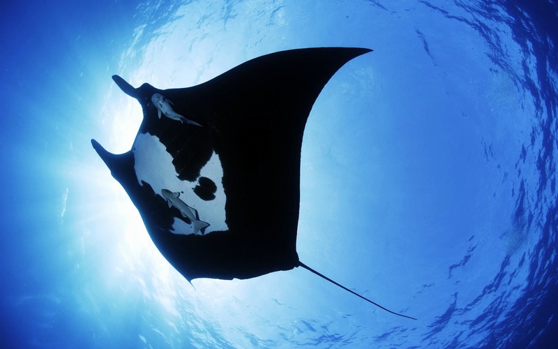 manta ray, sea, creature