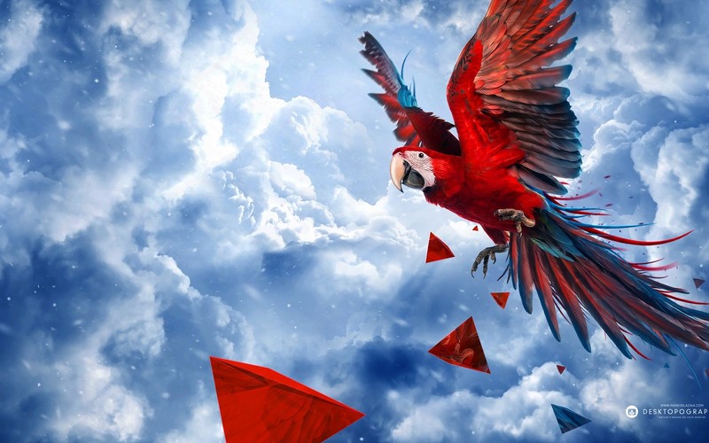 sky, blue, parrot