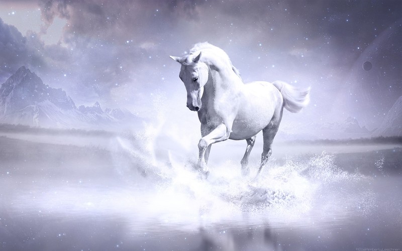 white, horse, animals
