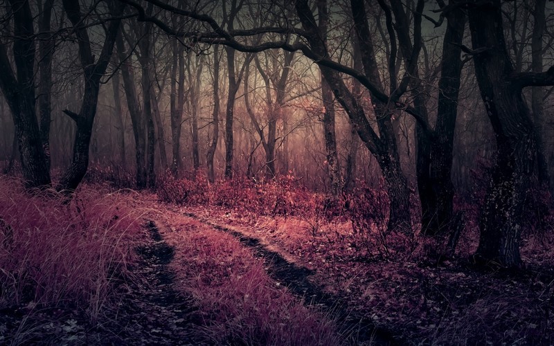 forest, heaven, purple, nature