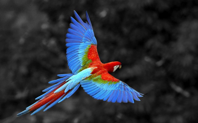 birds, colorful