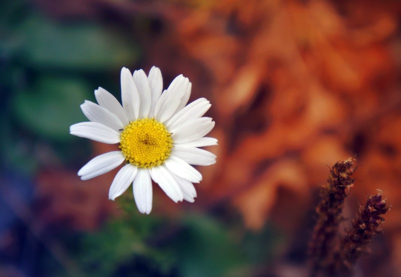 flowers, petals