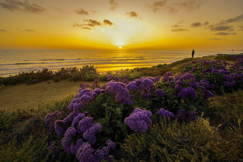 flowers, pacific, ocean, california