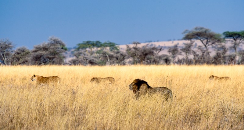 lion, animals, hd, 4k, 5k, field