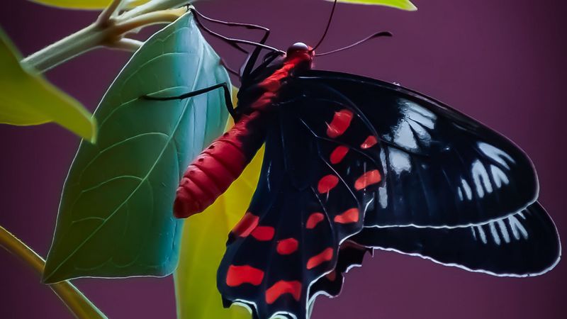 butterfly, wings, pattern, leaves, plant, 4k