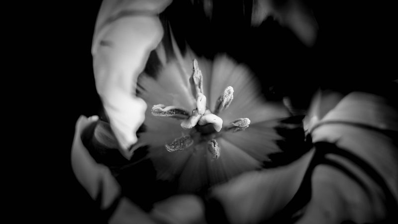 tulip, bw, macro, flower, 4k