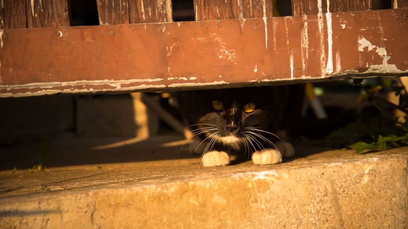 cat, fence, look out, hide, pet, 4k