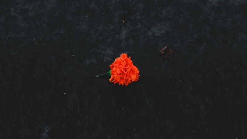 marigold, flower, orange, ground, 4k