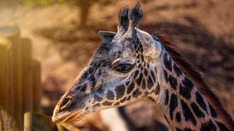 giraffe, animals, hd, 4k